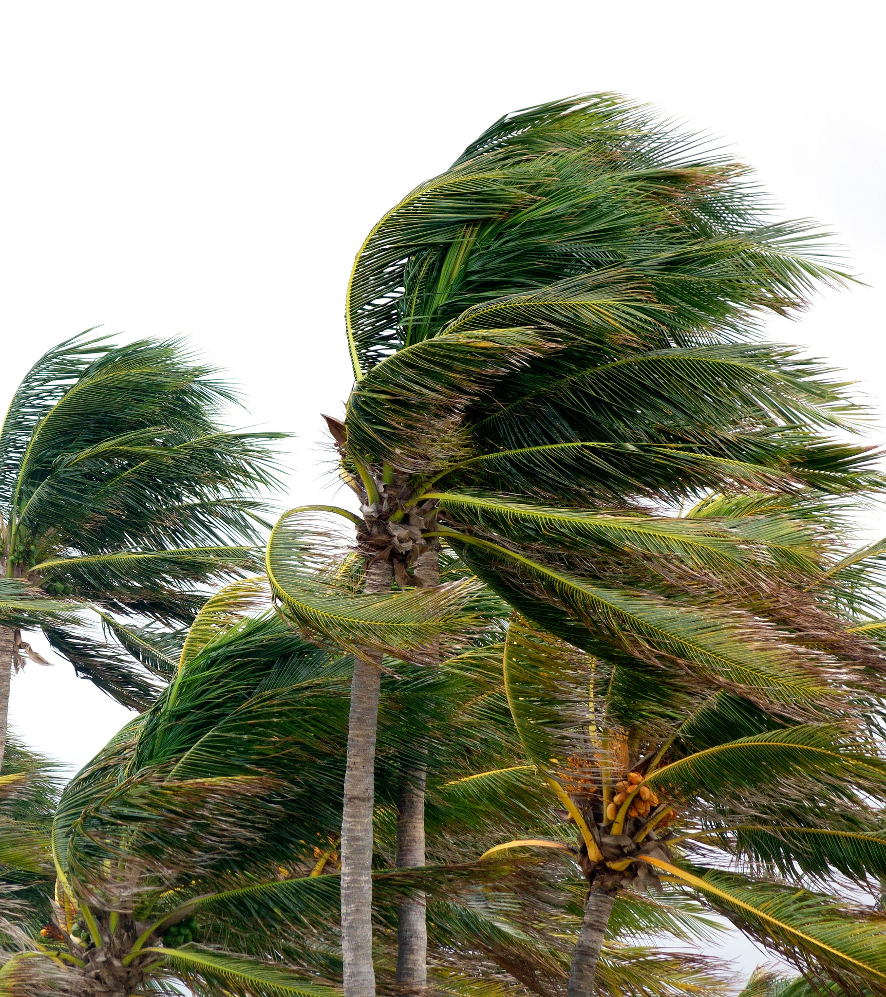Windstorm Protection McKinney